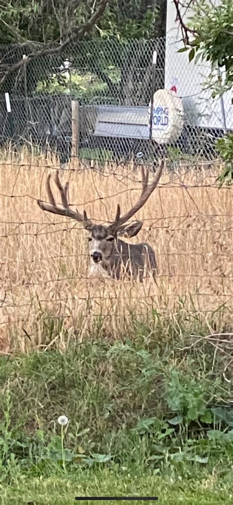 Mule Deer Buck Illegally Killed With Pellet Gun In Pocatello Idaho