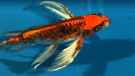 Butterfly Koi With Huge Beuatiful Fins Youtube