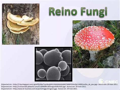 Ppt Reino Fungi Powerpoint Presentation Free Download Id4942144