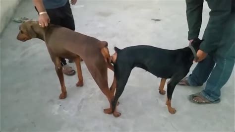 Why Dogs Get Stuck After Mating Breeding Explanation Youtube