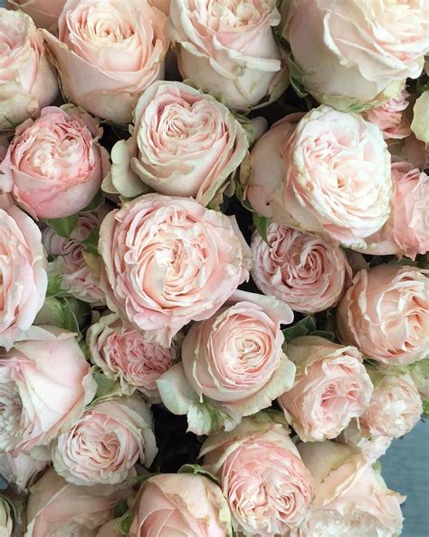 A Bundle Of Bombastic Spray Roses To Brighten A Rainy Evening We Use