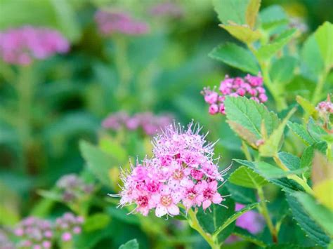 Maybe you would like to learn more about one of these? 10 Attractive Deer Resistant and Repellent Shrubs | Deer ...