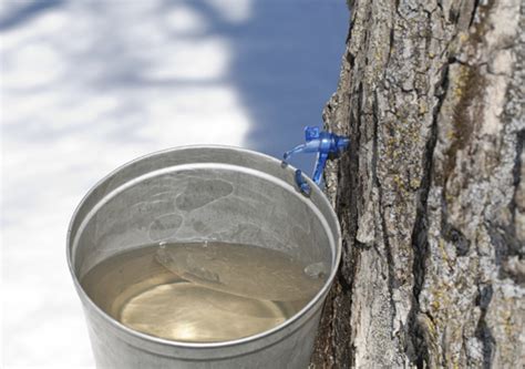Maple Tree Sap Is A Sweet New Skincare And Health Ingredient Beauty