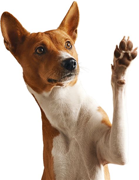Basenjis Dog Breed Info Photos Common Names And More — Embarkvet