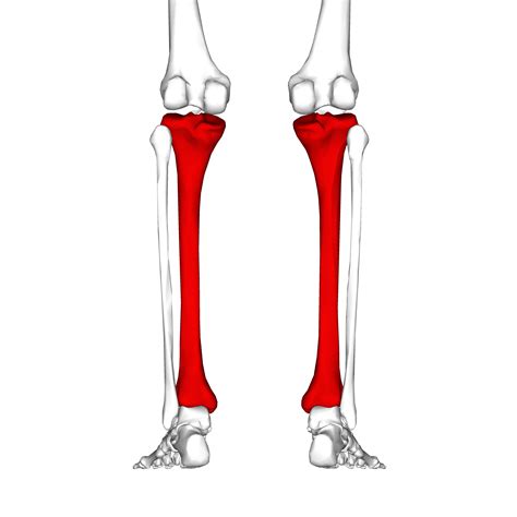 Filetibia Posterior View2png Wikimedia Commons