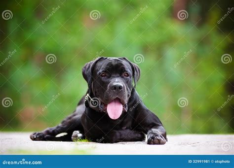 Black Cane Corso Dog Portrait Outdoors Stock Image Image Of Breed