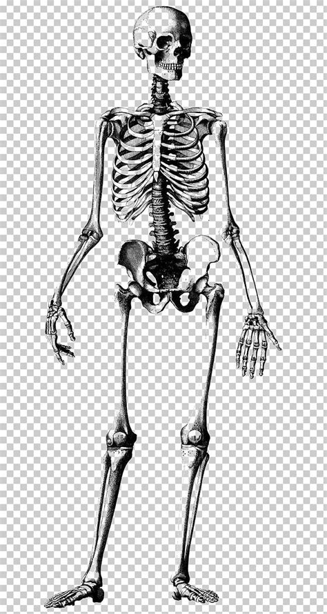 Human Skeleton Skull Drawing Anatomy Illustration Png Clipart Arm