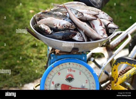 Fishes On Weighing Scale Stock Photo Alamy