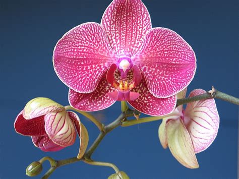 Growing Beautiful Phalaenopsis Orchids A Care Guide Simply Indoor Gardens