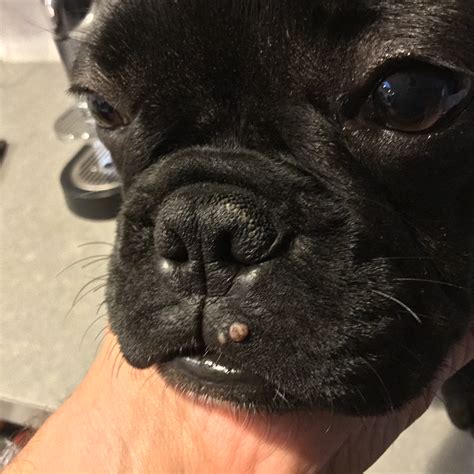 My 6 Month Old French Bulldog Has A Bump On His Lip Not Sure If Its A