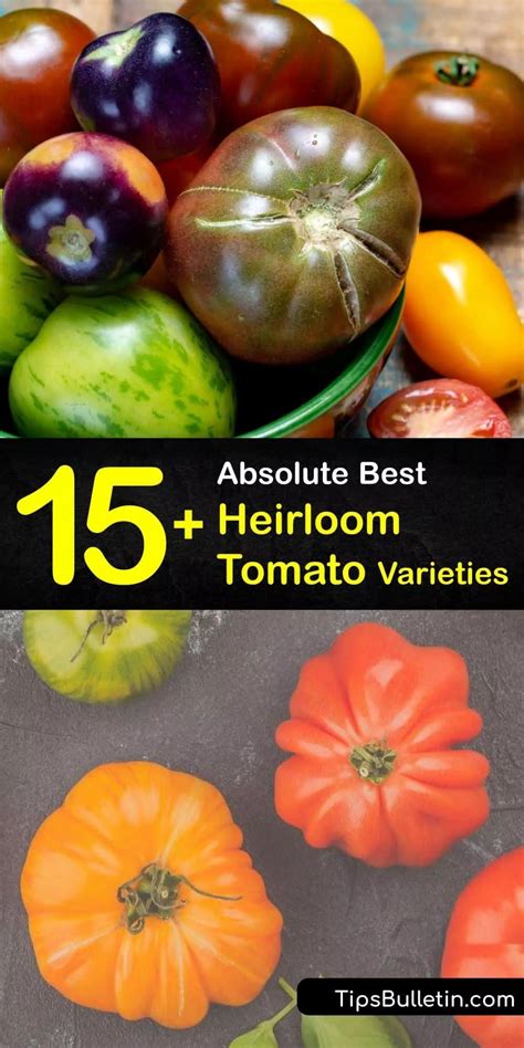 15 Absolute Best Heirloom Tomato Varieties In 2022 Heirloom Tomatoes