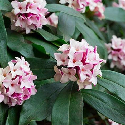 Daphne Odora Fragrant Hardy Evergreen Shrub Outdoor Plants Flowers