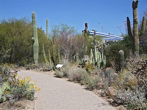 Cactus Garden The Arizona Sonora Desert Museum Arizona