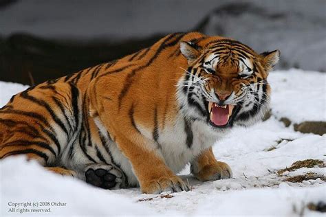 Laughing Tiger Big Cats Pinterest