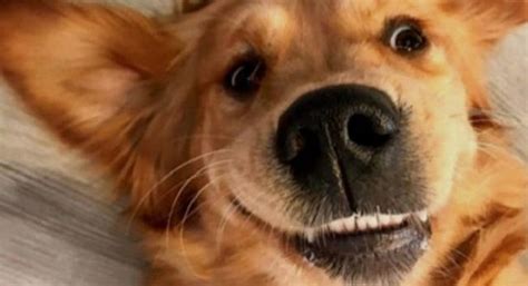 17 Funny Golden Retriever Memes That Are Here To Put A Smile On Our