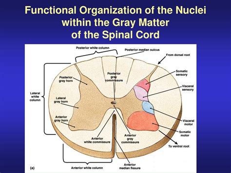 Ppt Gross Anatomy Of The Spinal Cord Powerpoint