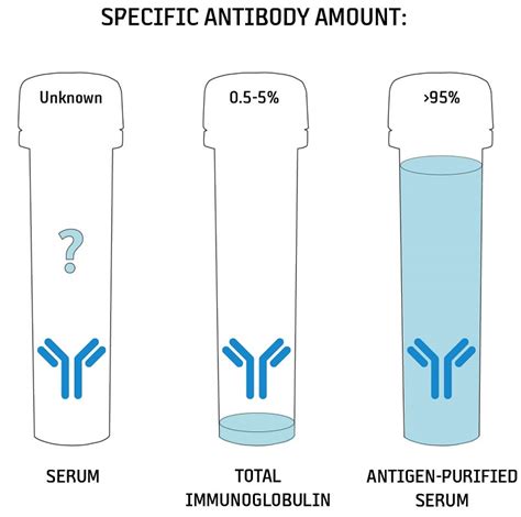 How Much Of A Specific Antibody Can Be Found In Serum 技术前沿 资讯 生物在线