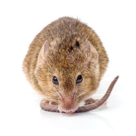 House Mouse Mus Musculus Stock Image Image Of Rodent 48856991
