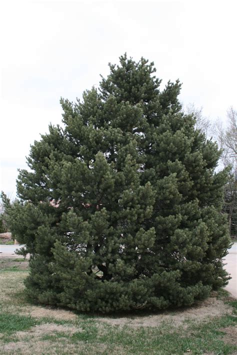 Pine Pinon For Sale In Boulder Colorado