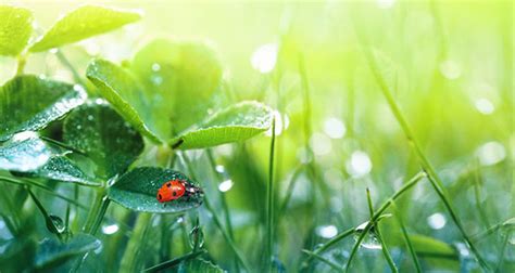 Wishing you a day full of joyful moments! The Meaning of a Red Cardinal Sighting | California Psychics
