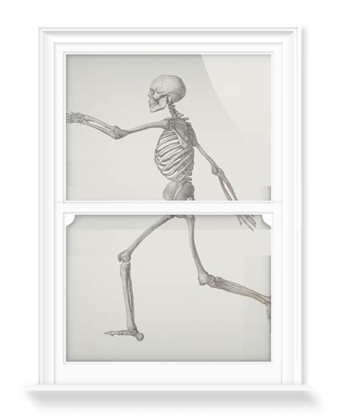 Human Skeleton Lateral View Decorative Window Films Surfaceview