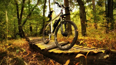 Wallpaper Forest Nature Bicycle Vehicle Cycling Downhill