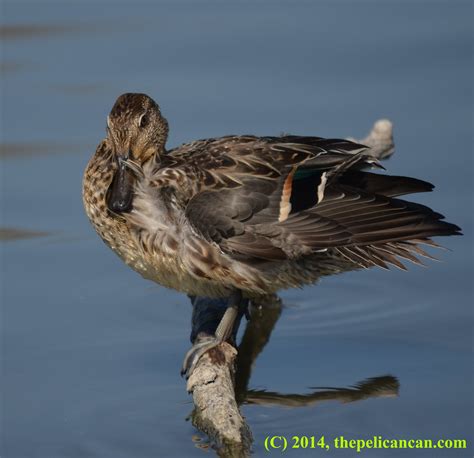 Sometimes It Is Easy Being Green Female Green Winged Teal On October
