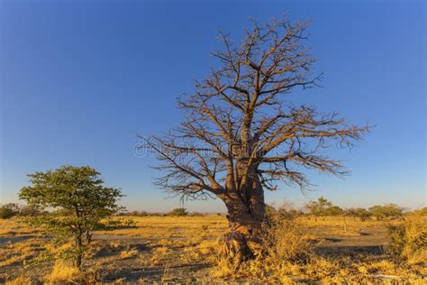 Small Baobab Tree Stock Image Image Of Bush Adansonia 129986249
