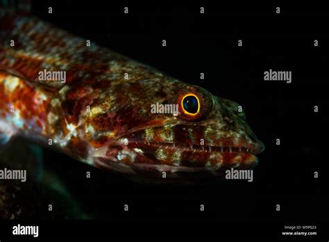 Lizardfishes Synodontidae Hi Res Stock Photography And Images Alamy