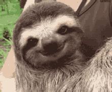 Sloths Gif IceGif