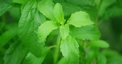 Growing Stevia How To Plant Grow And Harvest Stevia Plants