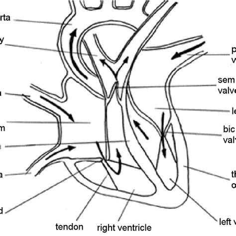 3 A Schematic Overview Of The Cardiovascular System With The Heart As