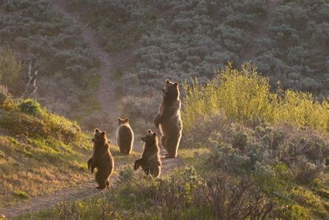 Grizzly Bear 399 And Her Triplet Yearling Cubs Cal Mckitricks