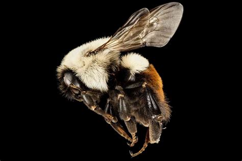 Flight Of The Bumblebees — Goodman Speaks On Climate
