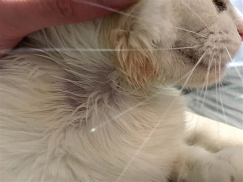 Under his legs are subjects as well. My cat develops small hotspots on her face, chin and neck ...
