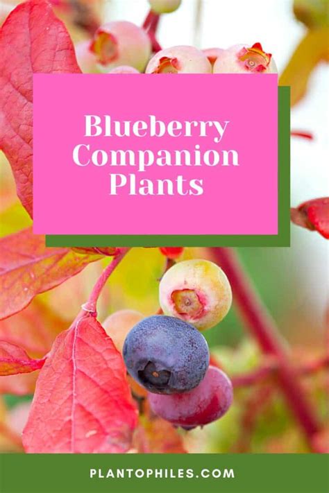 15 Best Blueberry Companion Plants — Great Companion Plants