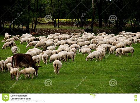 Donkey And Sheep Grazing Stock Image Image 17250791