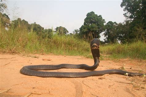 Sareptiles View Topic Beautiful Forest Cobra From The Congo River