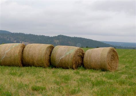 Four Of Our Hay Bales Are Missing Stock Photo Image Of Landscape