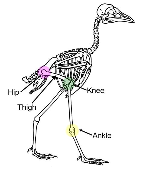 Bird Leg Bones