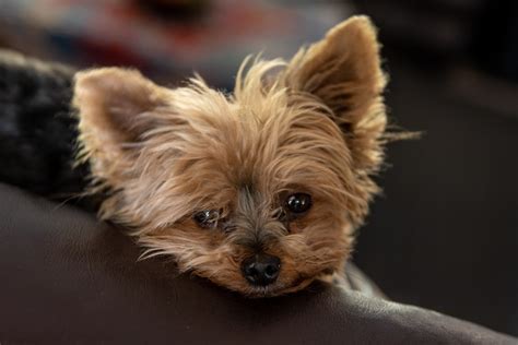 Our dogs and puppies all live in our home to provide prime socialization. Help for Yorkie Puppy Separation Anxiety | Maryland ...