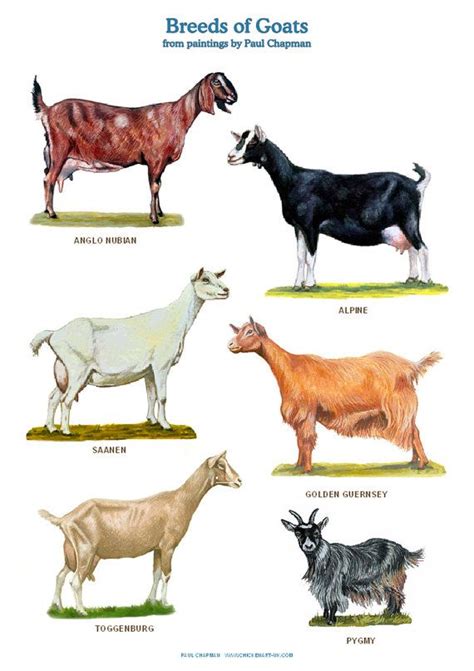 An Image Of Different Types Of Goats