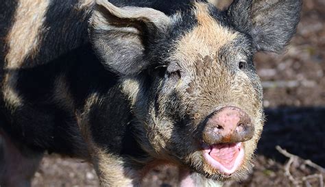 Are Pigs Right For My Farm Hobby Farms