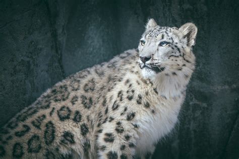 Maybe you would like to learn more about one of these? big cats, Animals, Snow leopards HD Wallpapers / Desktop and Mobile Images & Photos