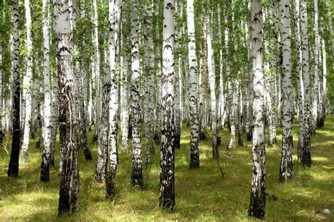 White Birch Trees In The Forest In Summer Stock Photo