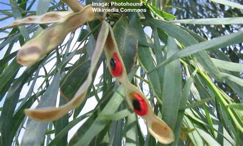 Acacia Trees Types Leaves Flowers Thorns Identification With