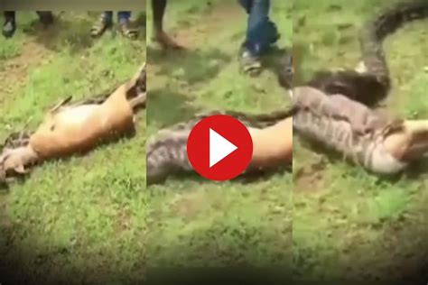 viral video python swallows deer within seconds leaves netizens stunned watch