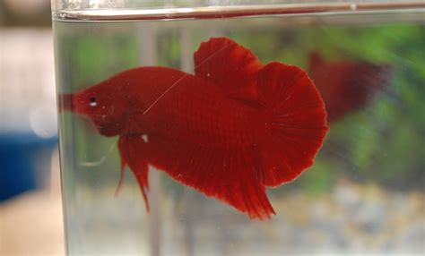 Betta Fish Afira Betta Hmpk Super Red Sold Out