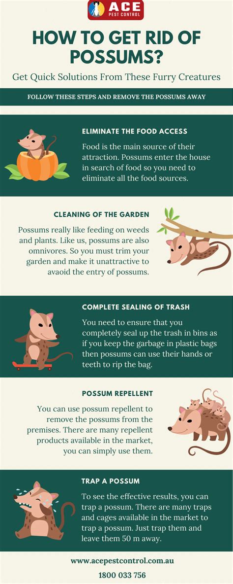 How To Get Rid Of Possums Possum Pest Control Just Go