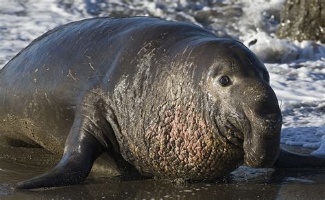Сколько стоит живой тюлень и можно ли его купить? | Что и сколько стоит